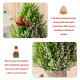 18.5-Inch Snowy Tabletop Christmas Tree with PE Branch Tips and Pulp Base
