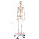 Medical School Human Anatomy Class Life-size Skeleton Model 