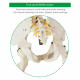 Medical School Human Anatomy Class Life-size Skeleton Model 