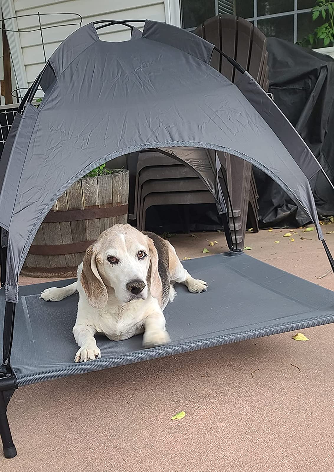 Perfect for a chunky beagle