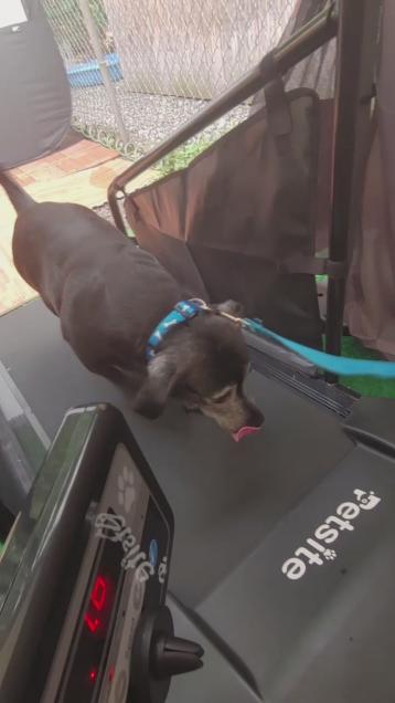 LOVE IT - See my senior puppy on her very first "walk"