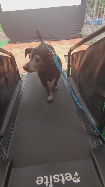 LOVE IT - See my senior puppy on her very first "walk"
